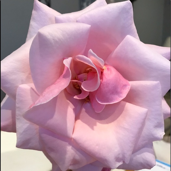 Meet your Posher, Michele - Picture 4 of 6